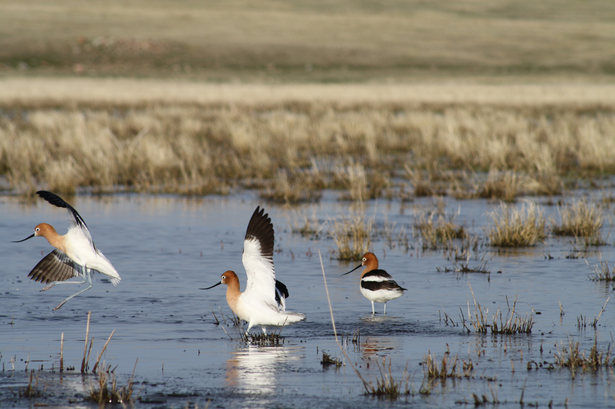 Photo. Daytime; sunny, partly-cloudy, blue skies. Three black and white avocet waterbirds with rusty-brown-colored heads chase each other in the shallow water.